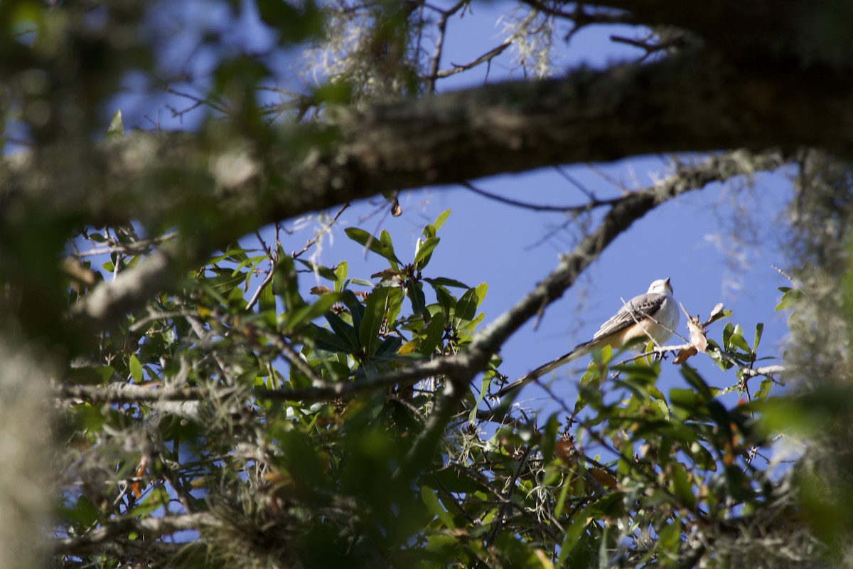 Scissor-tailed Flycatcher - ML645049104