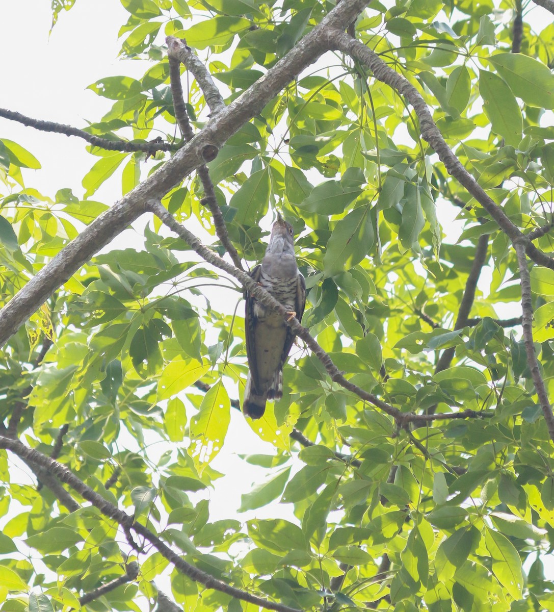 Indian Cuckoo - ML645049111