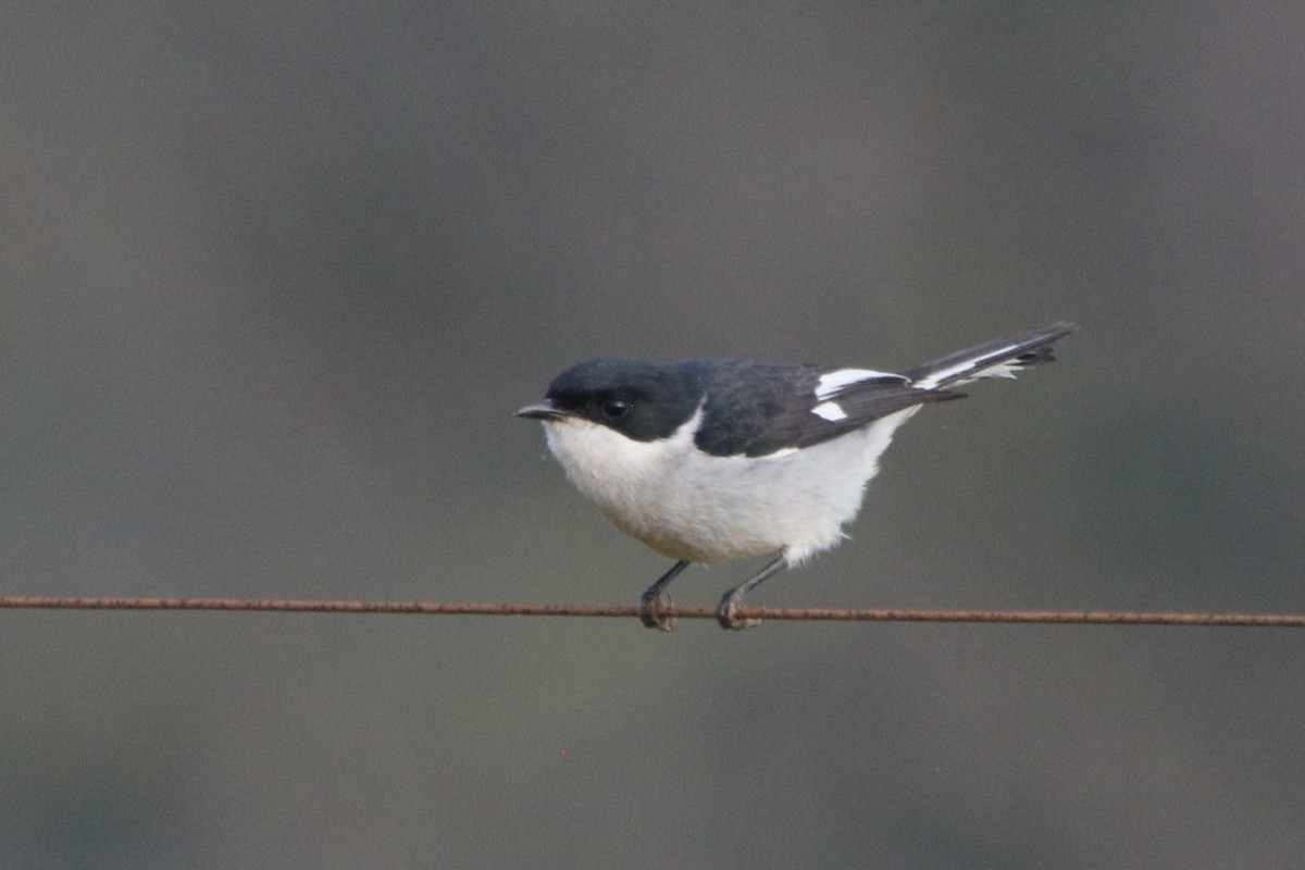 Fiscal Flycatcher - ML645049113