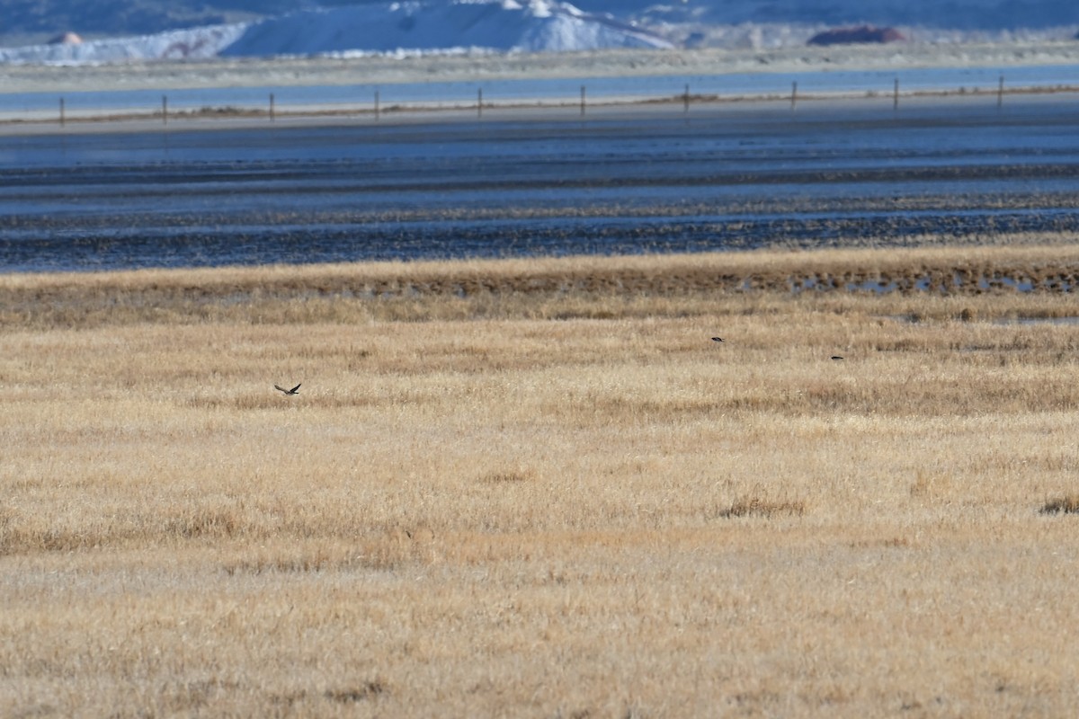 Horned Lark - ML645049118