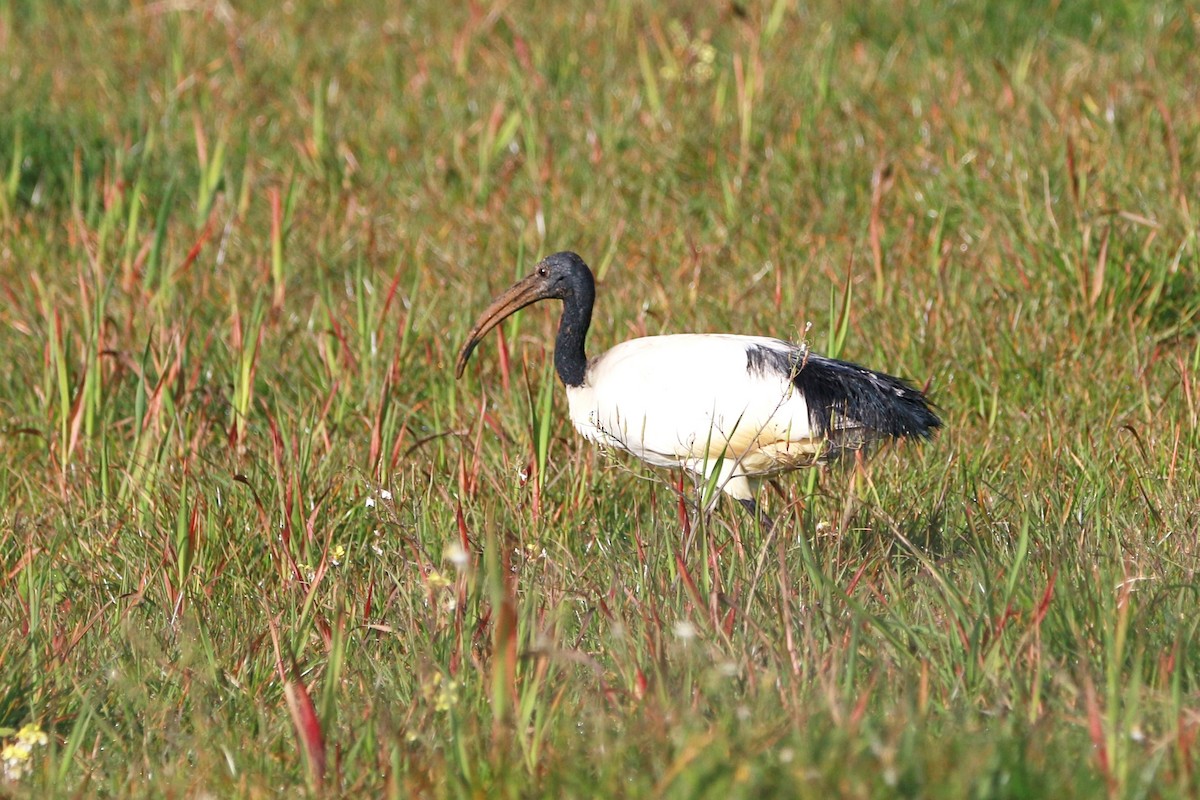 African Sacred Ibis - ML645049123