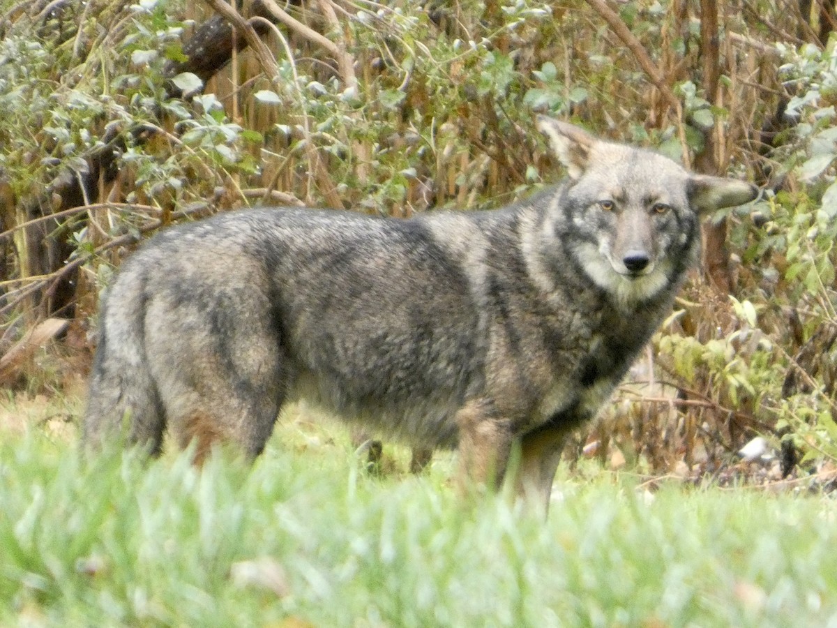 Coyote - ML645049129