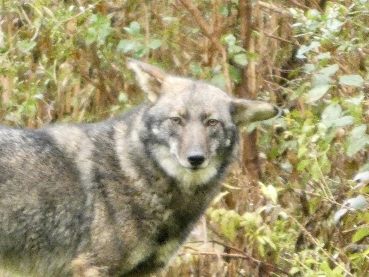 Animals - ML645049130