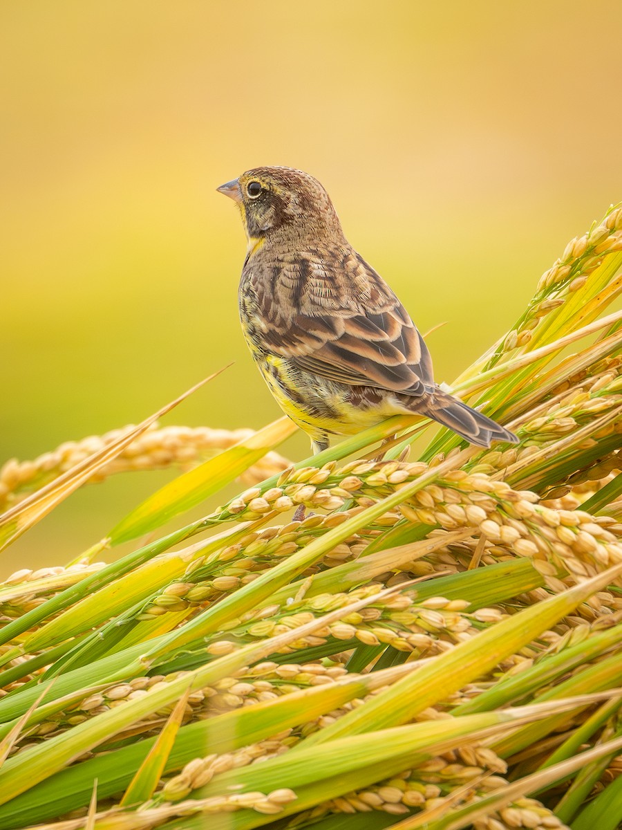 Вівсянка лучна - ML645049133