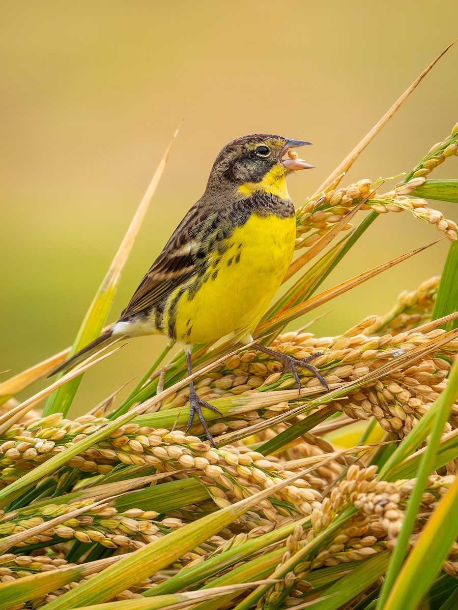 Вівсянка лучна - ML645049134