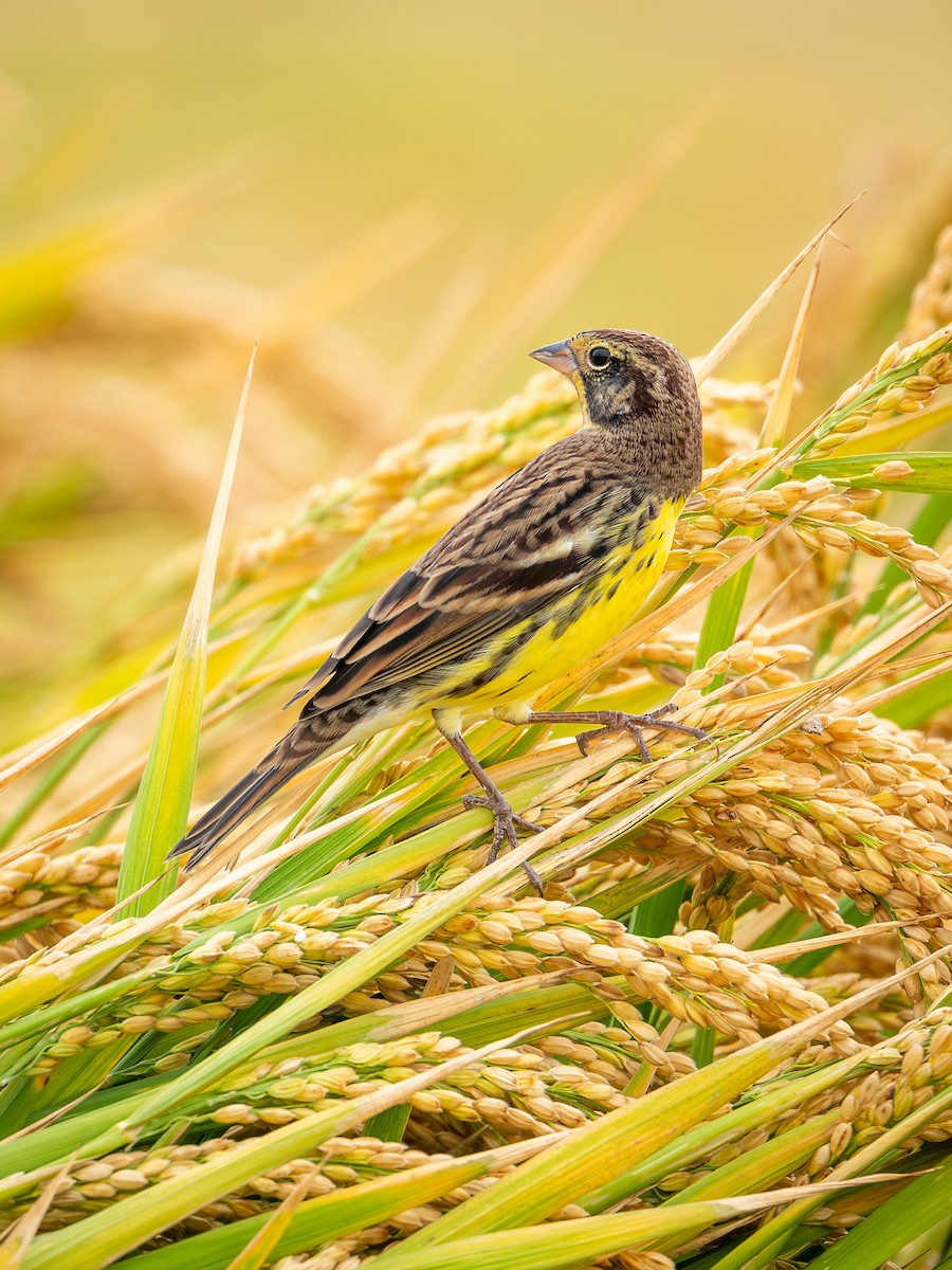 Вівсянка лучна - ML645049135