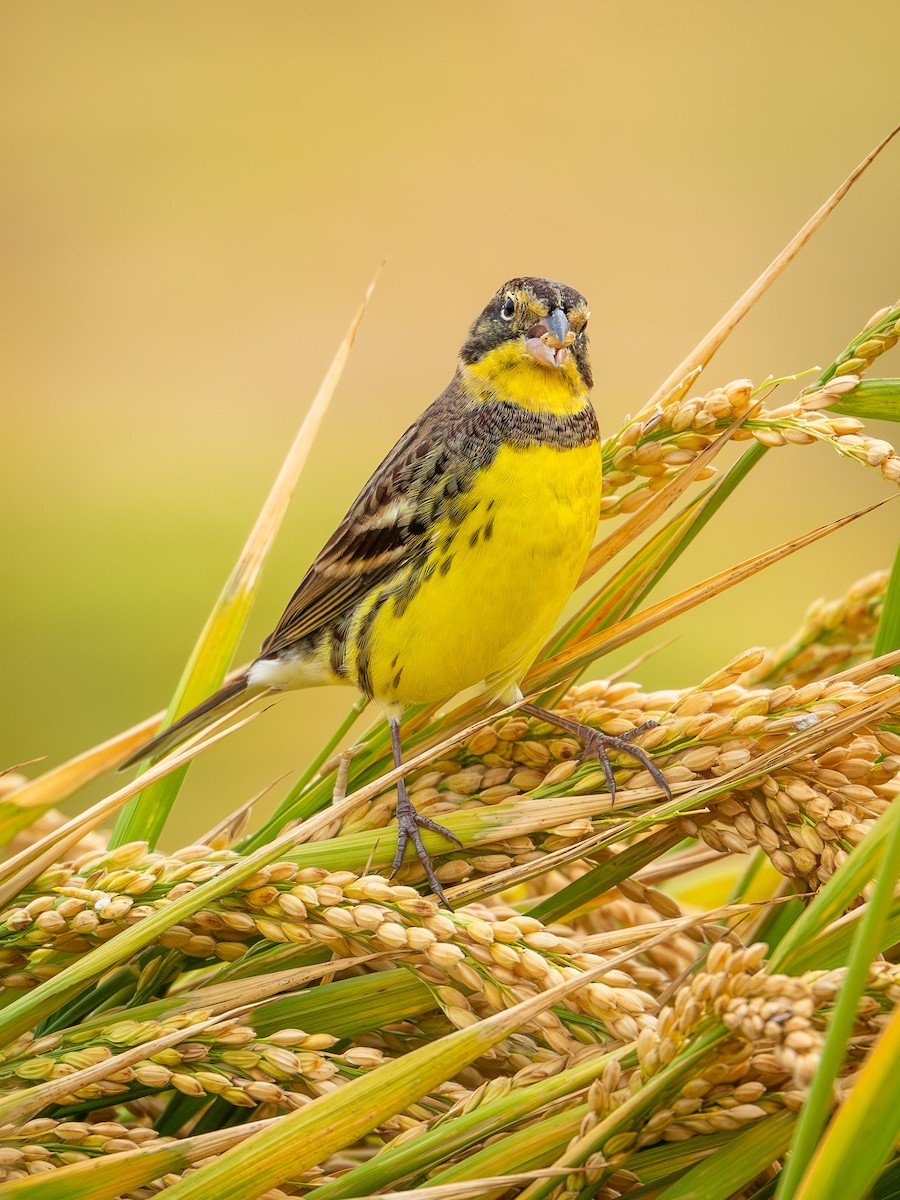 Вівсянка лучна - ML645049136