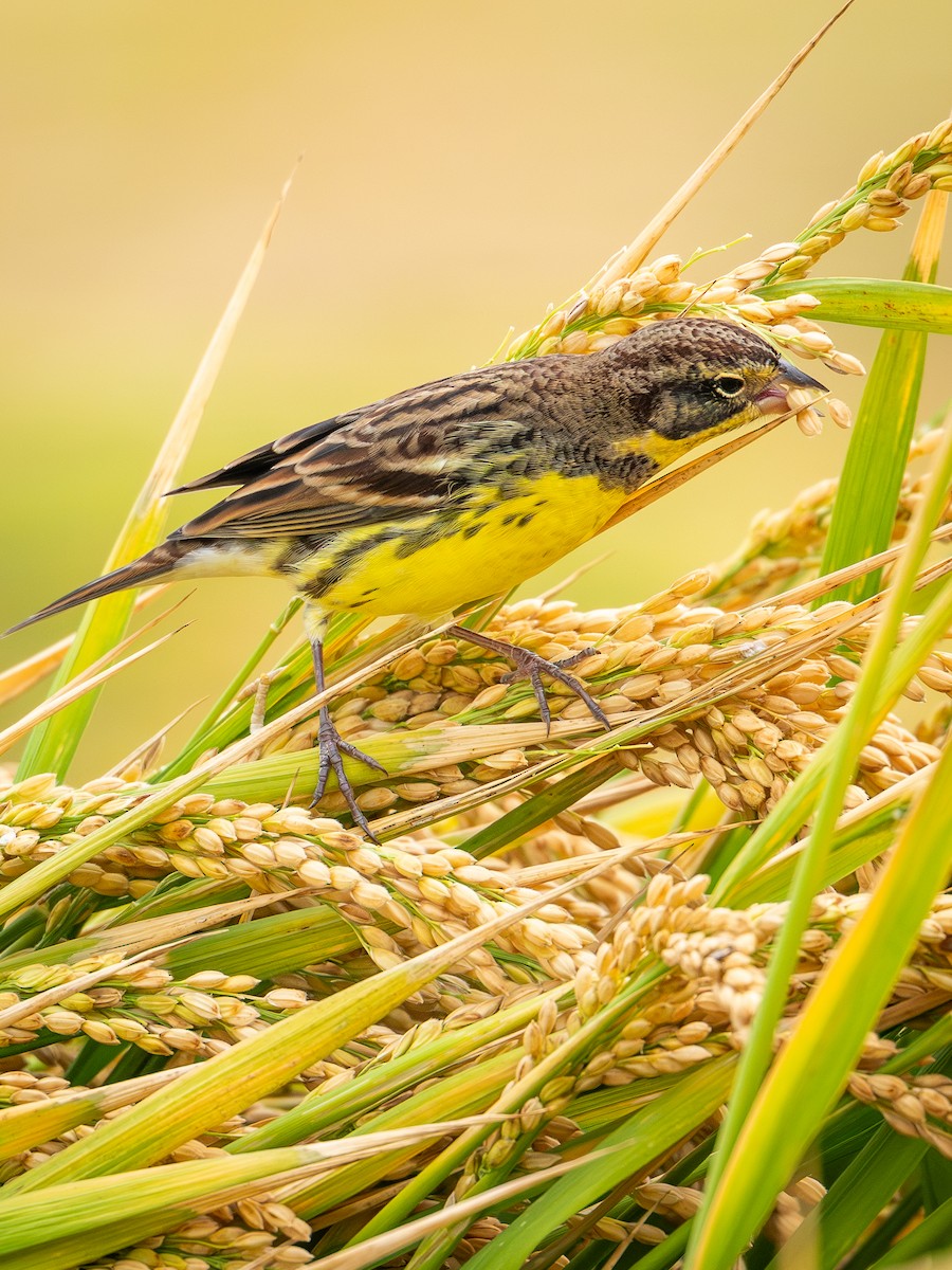 Вівсянка лучна - ML645049137