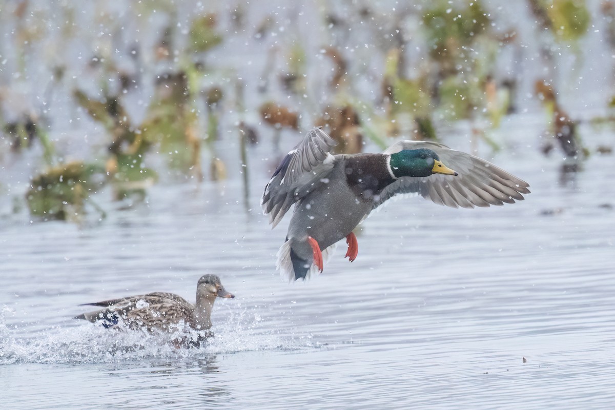 Mallard - ML645049142