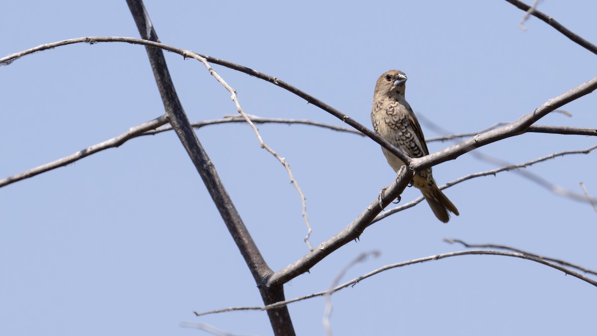 Мунія іржаста - ML645049143