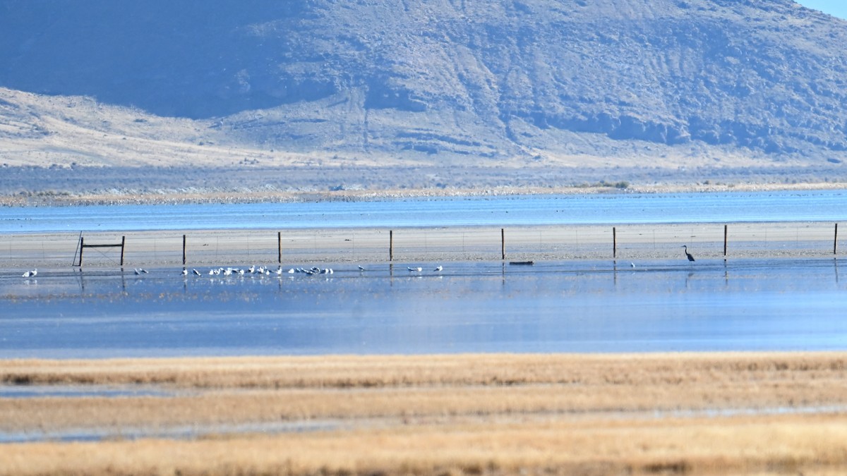 Чапля північна [група herodias] - ML645049144