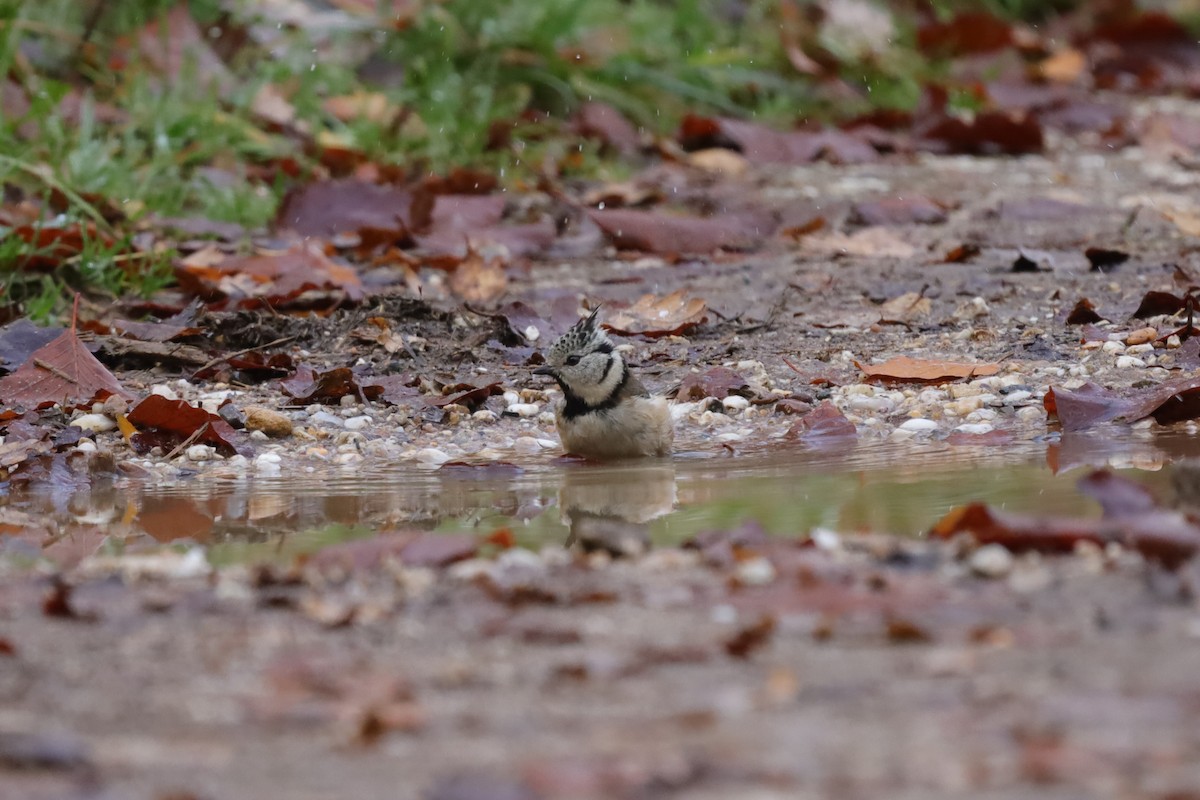 Синиця чубата - ML645049145