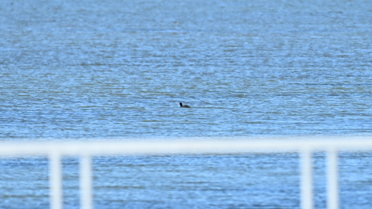 Лиска американська (червонобляшкова) - ML645049156