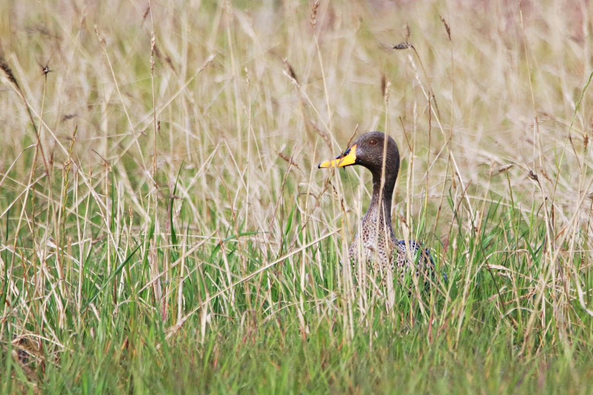 Крижень жовтодзьобий - ML645049157