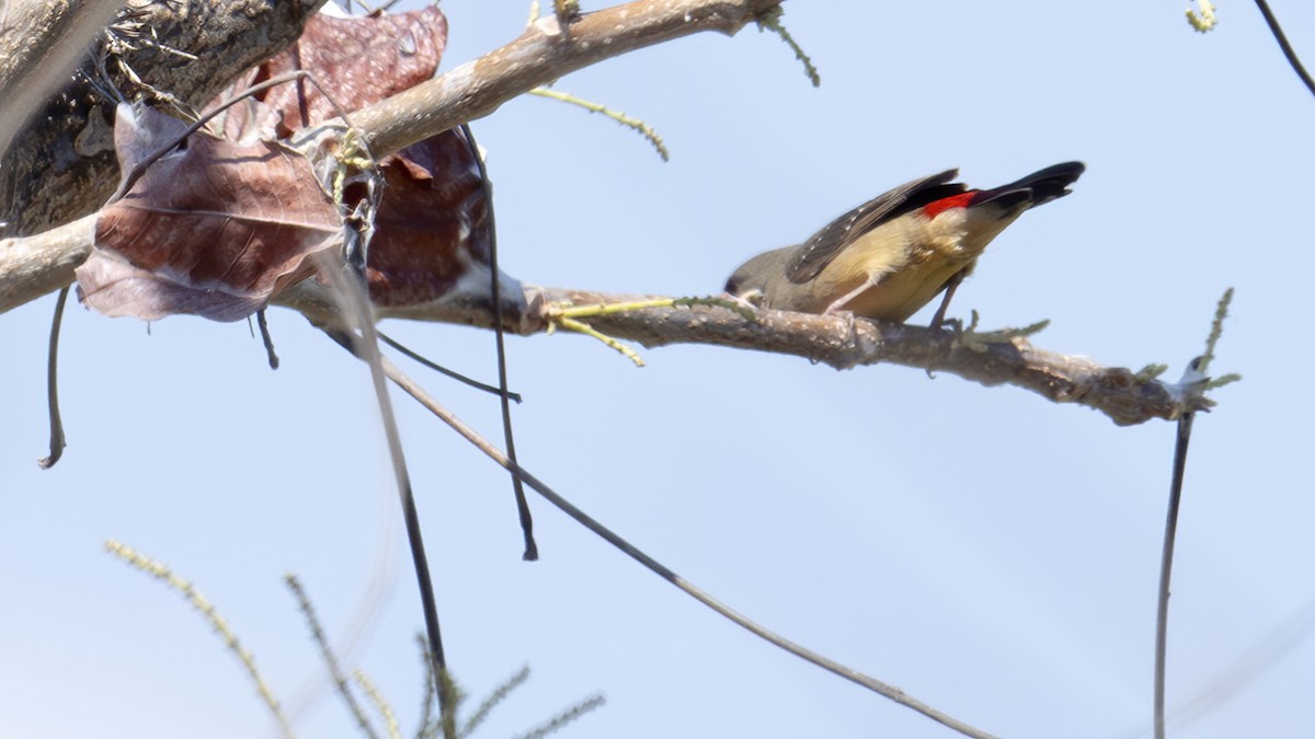 Бенгалик червоний - ML645049159
