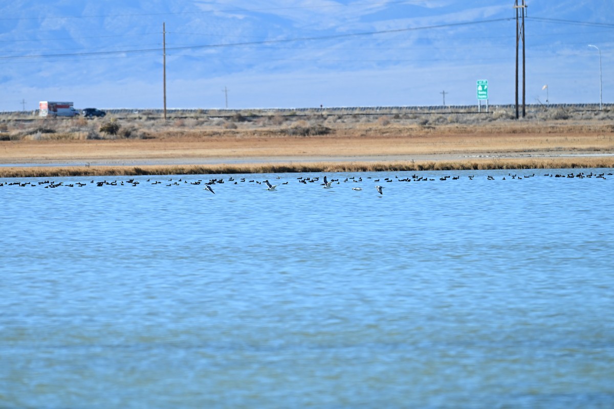 Мартин каліфорнійський - ML645049160