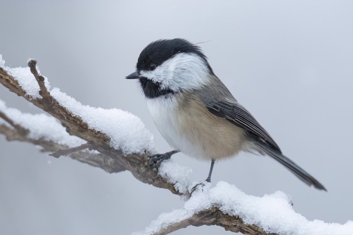 Гаїчка світлокрила - ML645049161