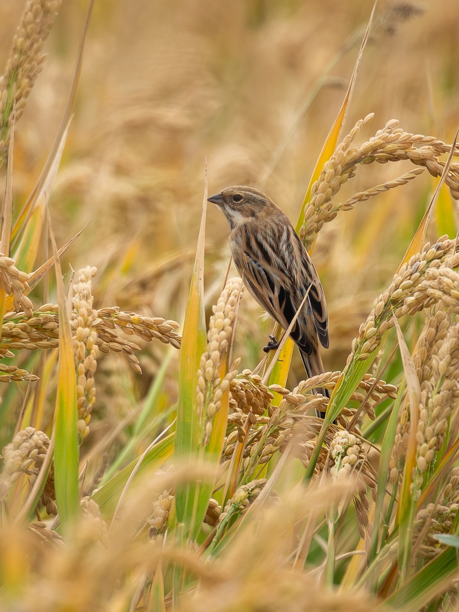 Вівсянка полярна - ML645049162