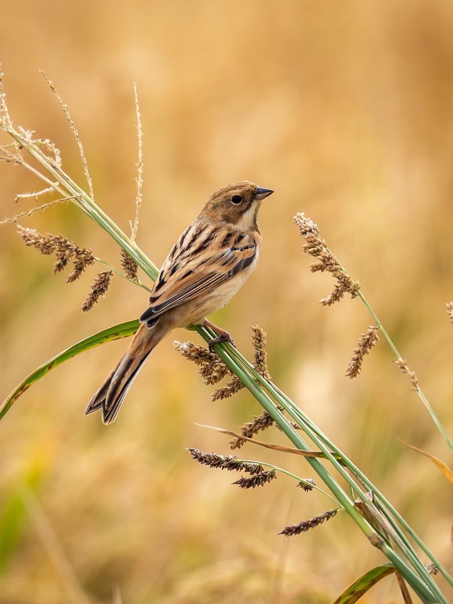 Вівсянка полярна - ML645049163