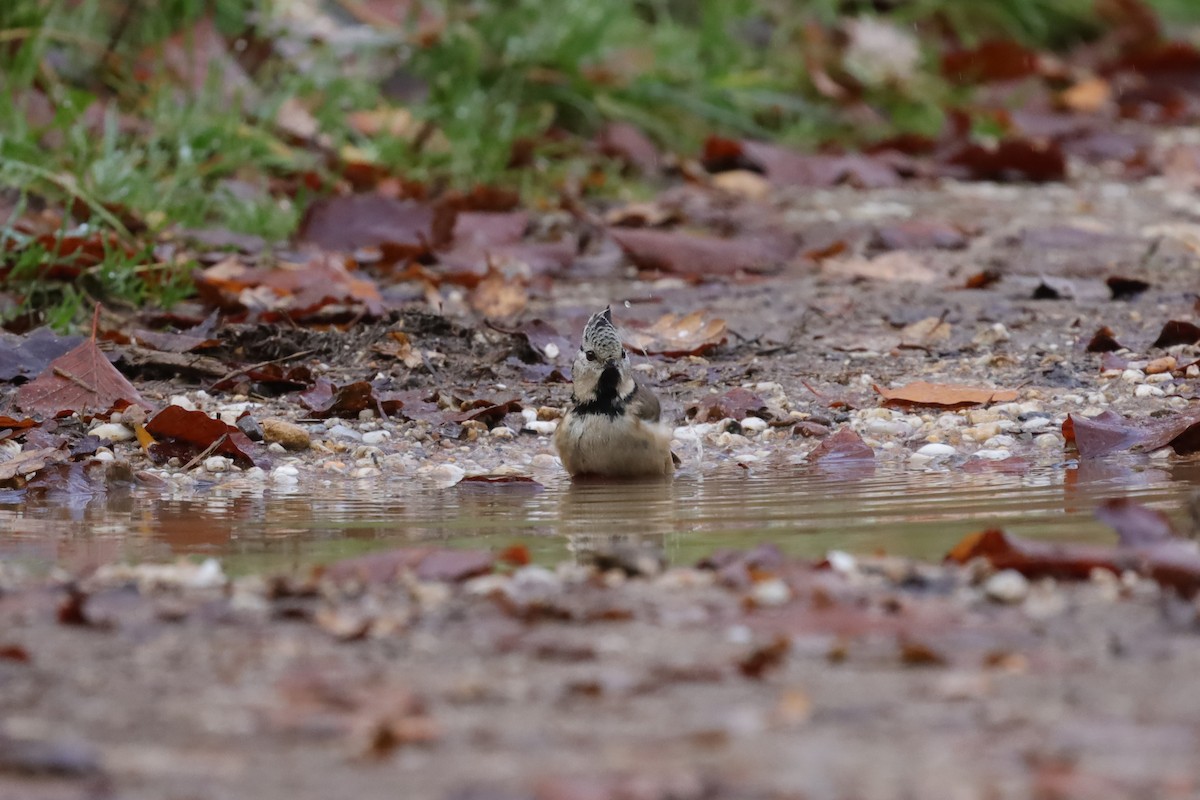 Синиця чубата - ML645049165