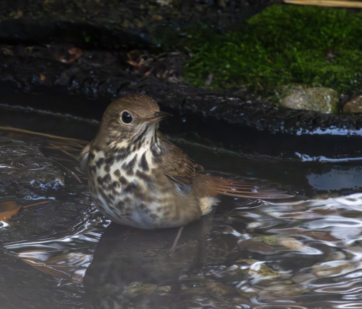 Дрізд-короткодзьоб плямистоволий - ML645049166