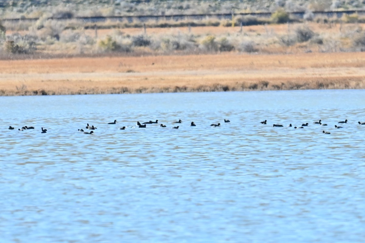 Турпан білолобий - ML645049168