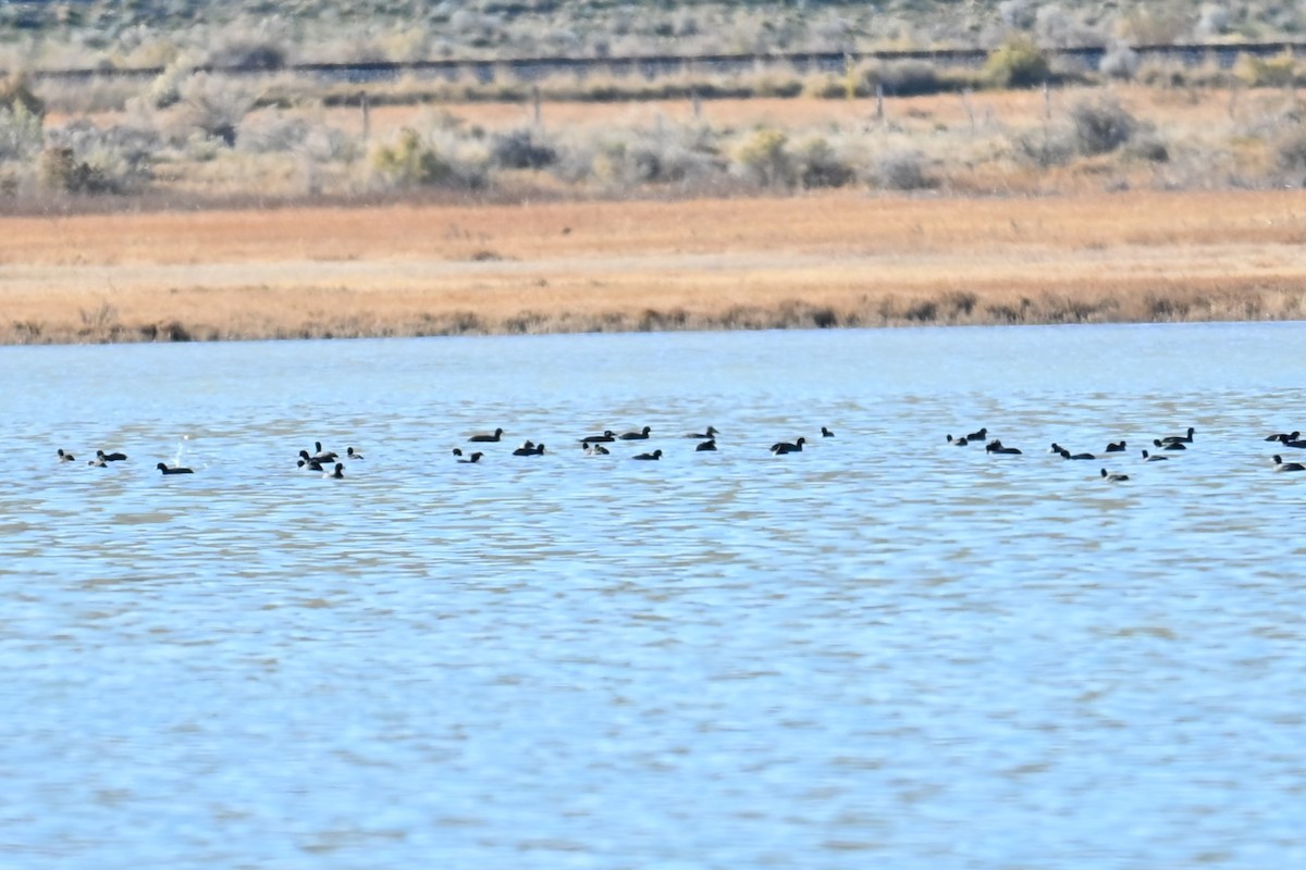 Турпан білолобий - ML645049169