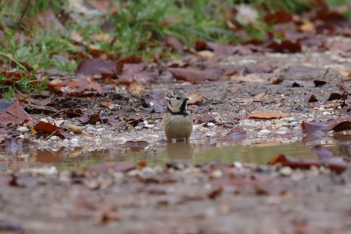 Синиця чубата - ML645049170