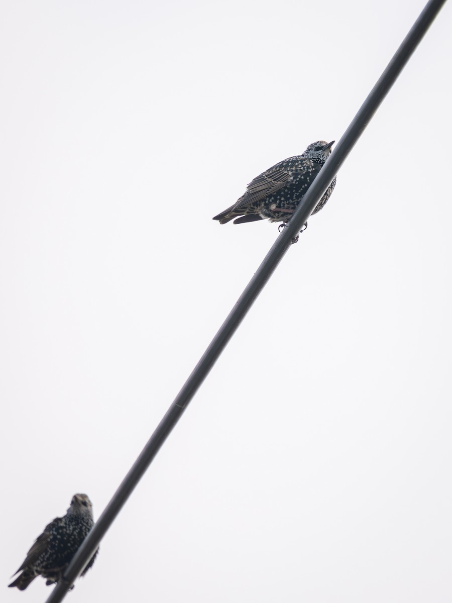 Шпак звичайний - ML645049171