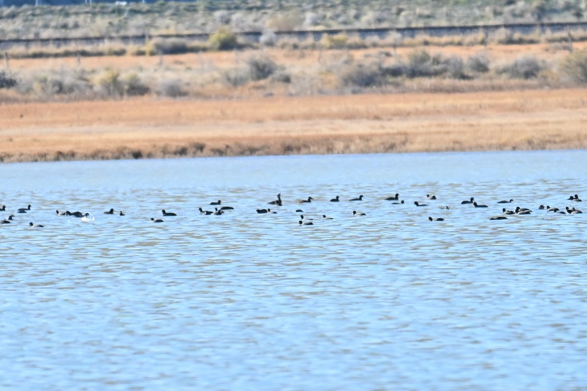 Турпан білолобий - ML645049172