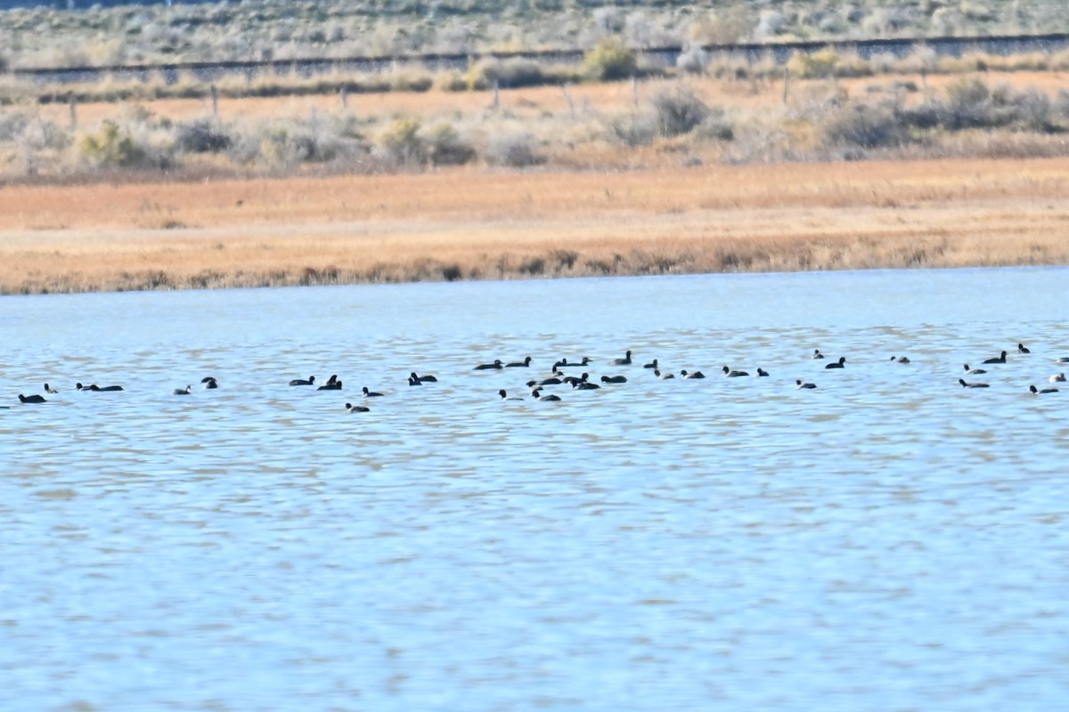 Турпан білолобий - ML645049173