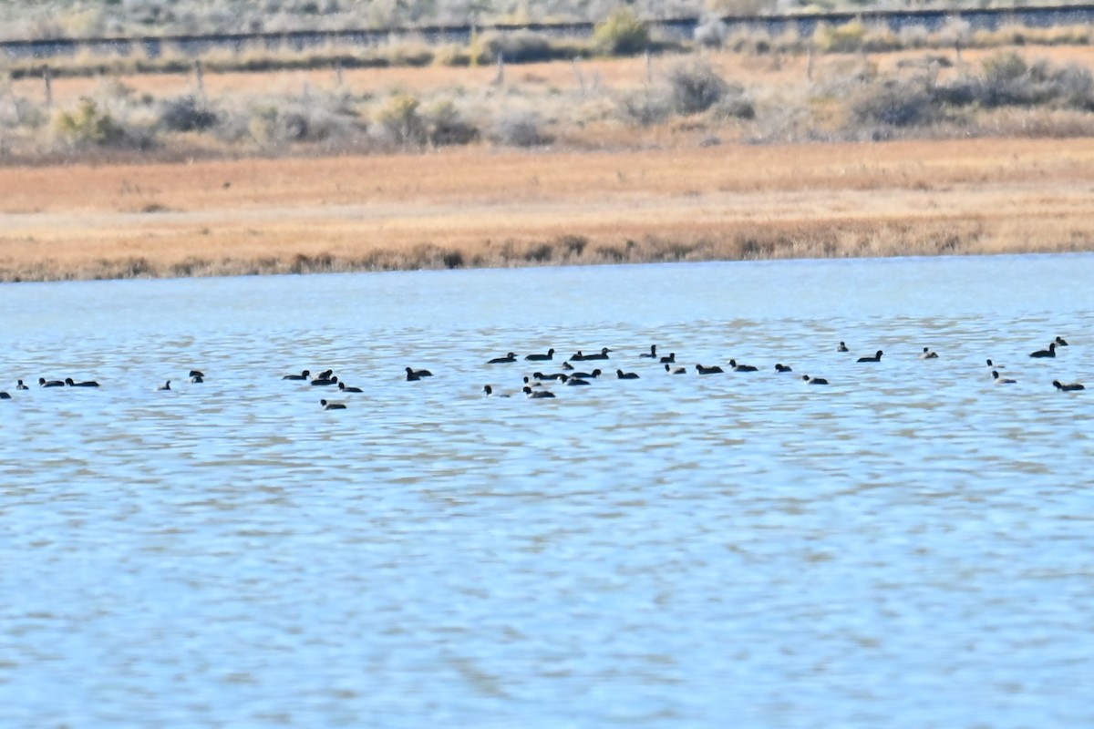 Турпан білолобий - ML645049174