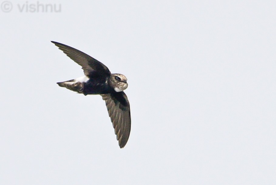 Серпокрилець малий - ML645049175