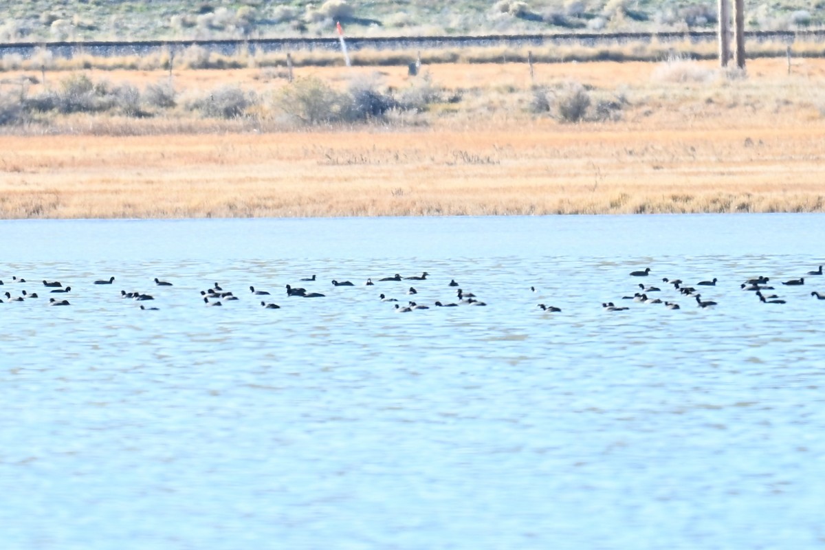 Турпан білолобий - ML645049176