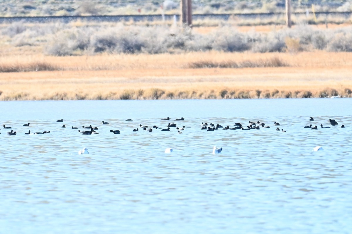 Турпан білолобий - ML645049177