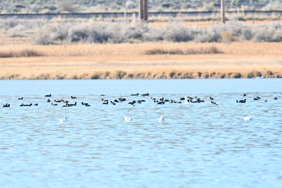 Турпан білолобий - ML645049178