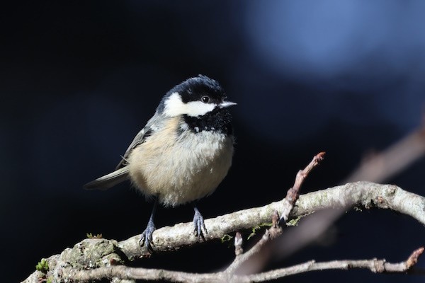 Синиця чорна - ML645049180