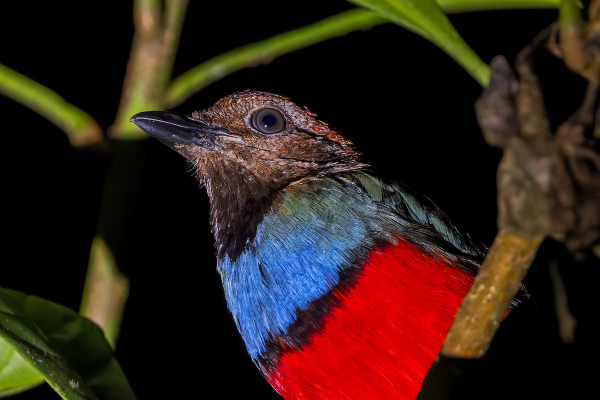 Papua-Blaubrustpitta - ML645049182