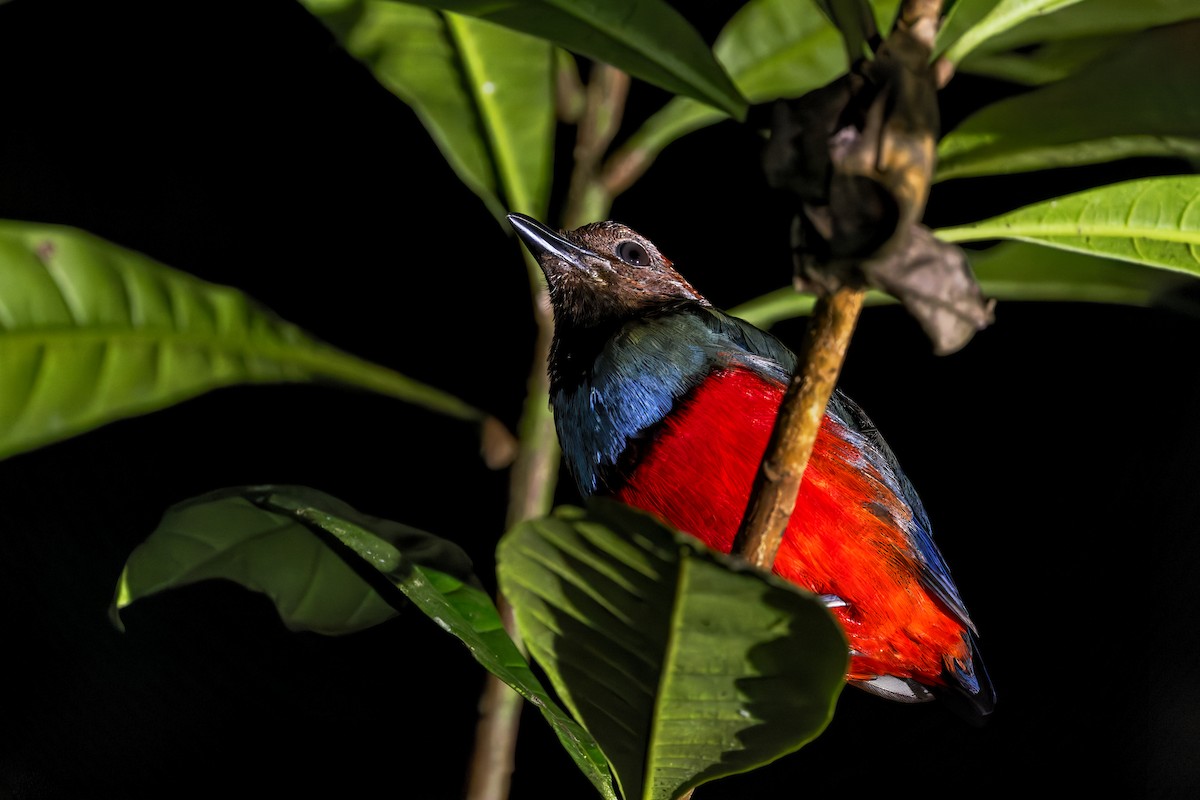 Papua-Blaubrustpitta - ML645049183