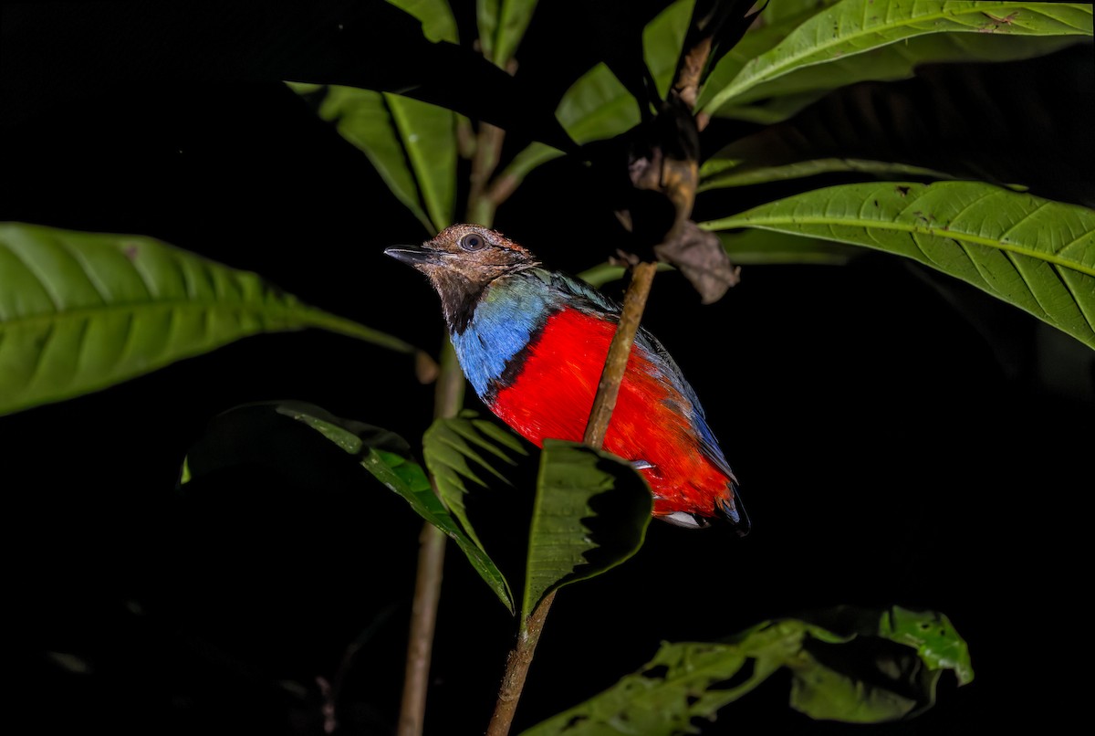 Papua-Blaubrustpitta - ML645049186
