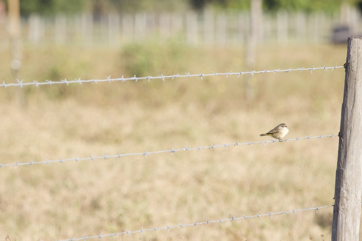 Palm Warbler - ML645049191