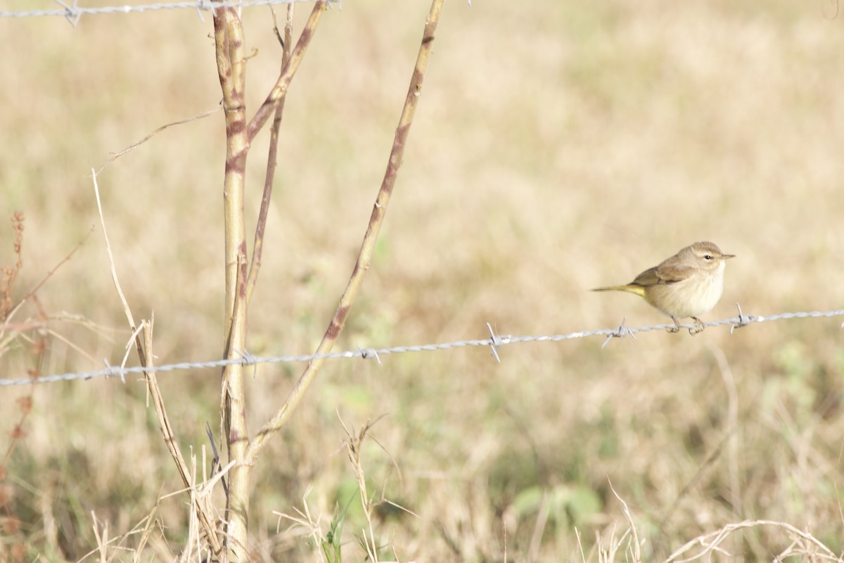 Palm Warbler - ML645049192