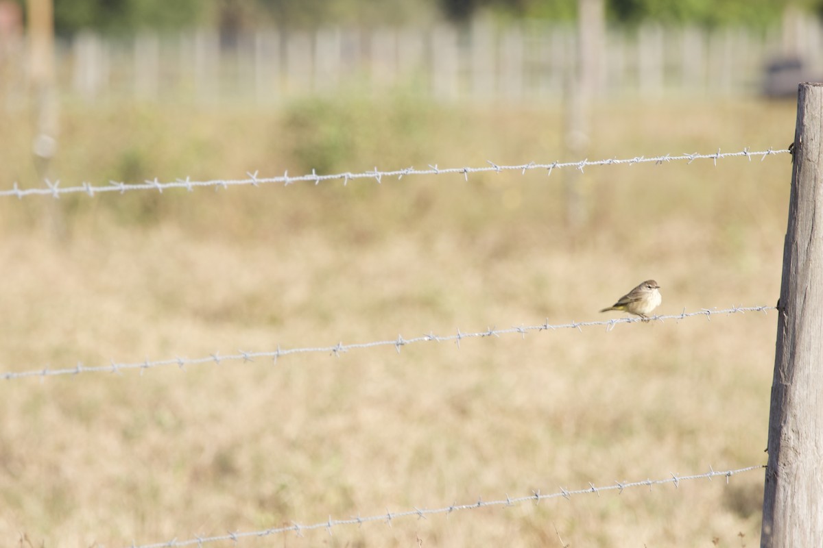 Palm Warbler - ML645049193