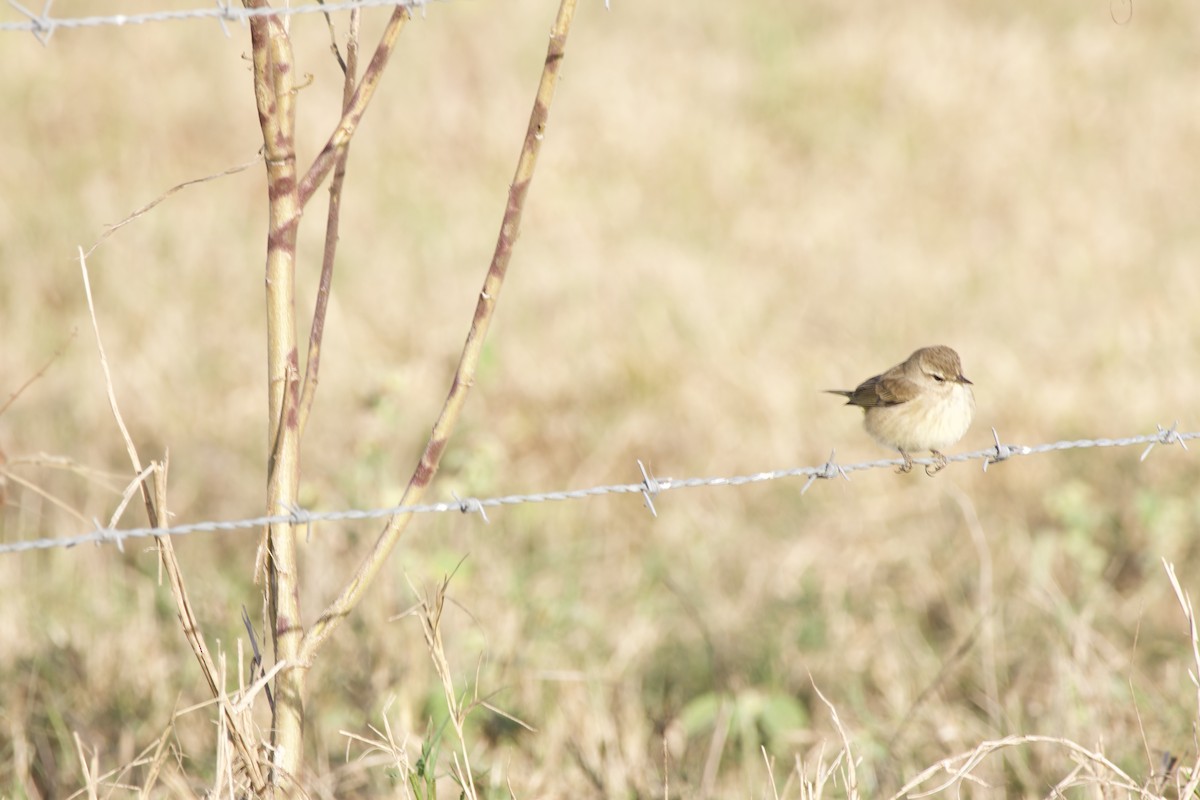 Palm Warbler - ML645049194
