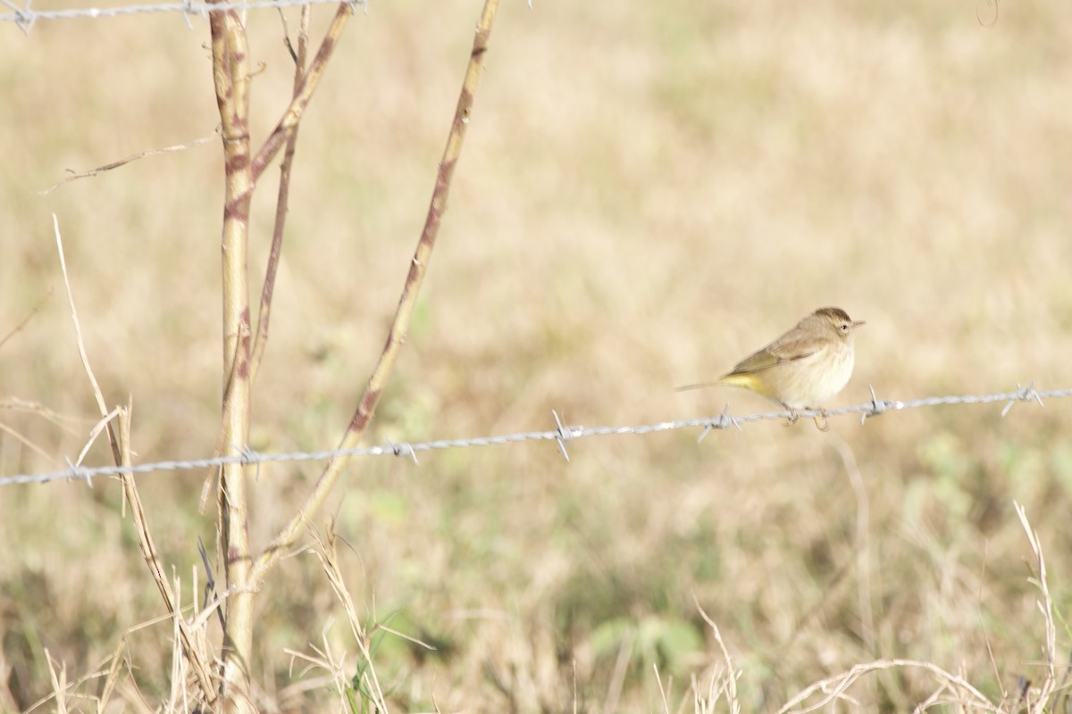 Palm Warbler - ML645049195