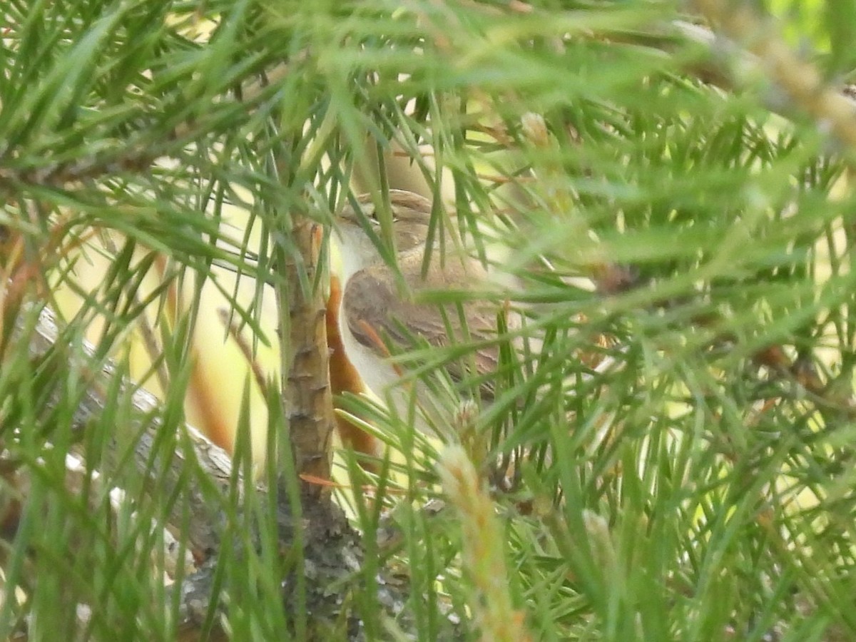 Booted Warbler - ML645049201