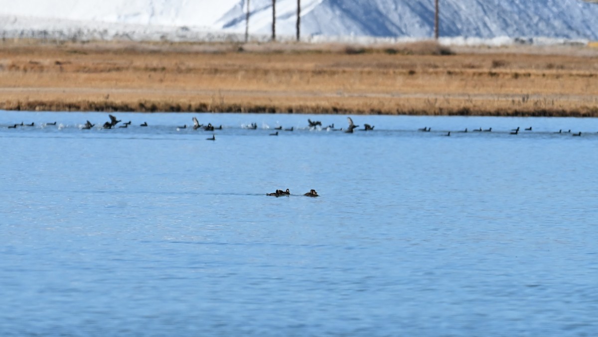 Морская чернеть - ML645049216