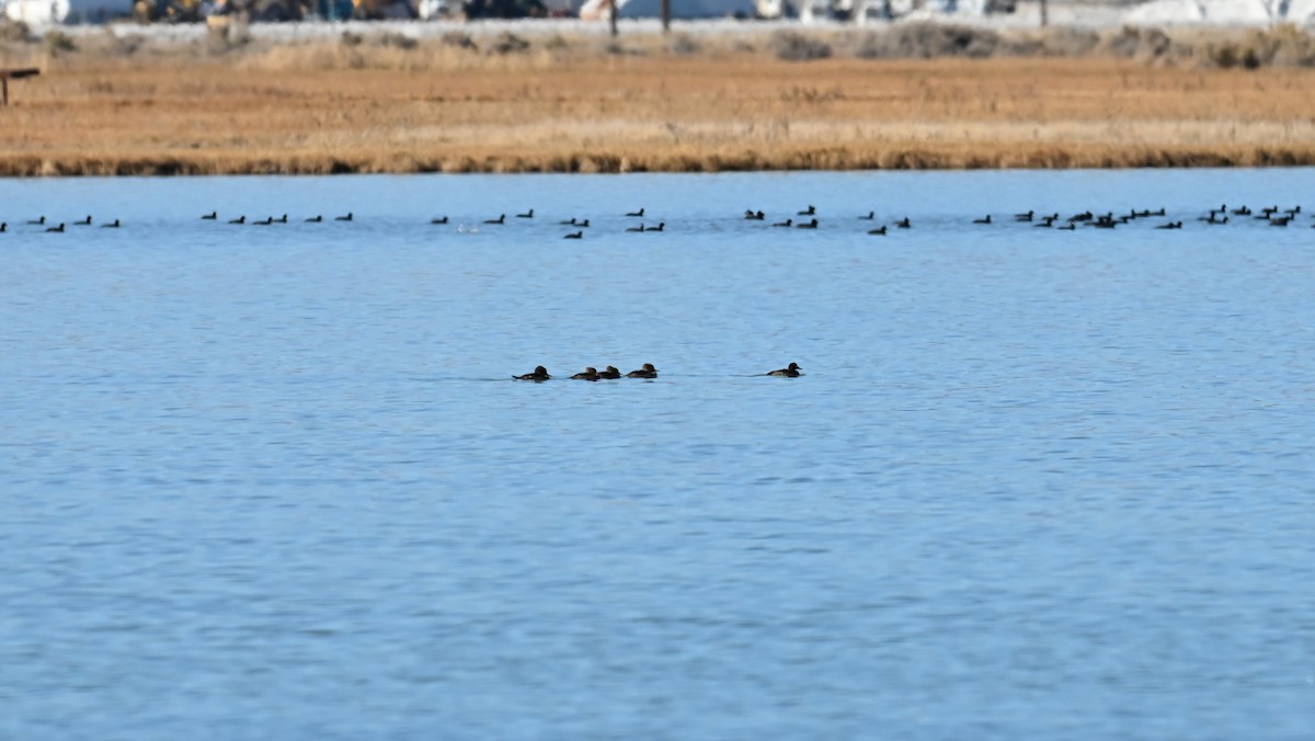 Морская чернеть - ML645049227