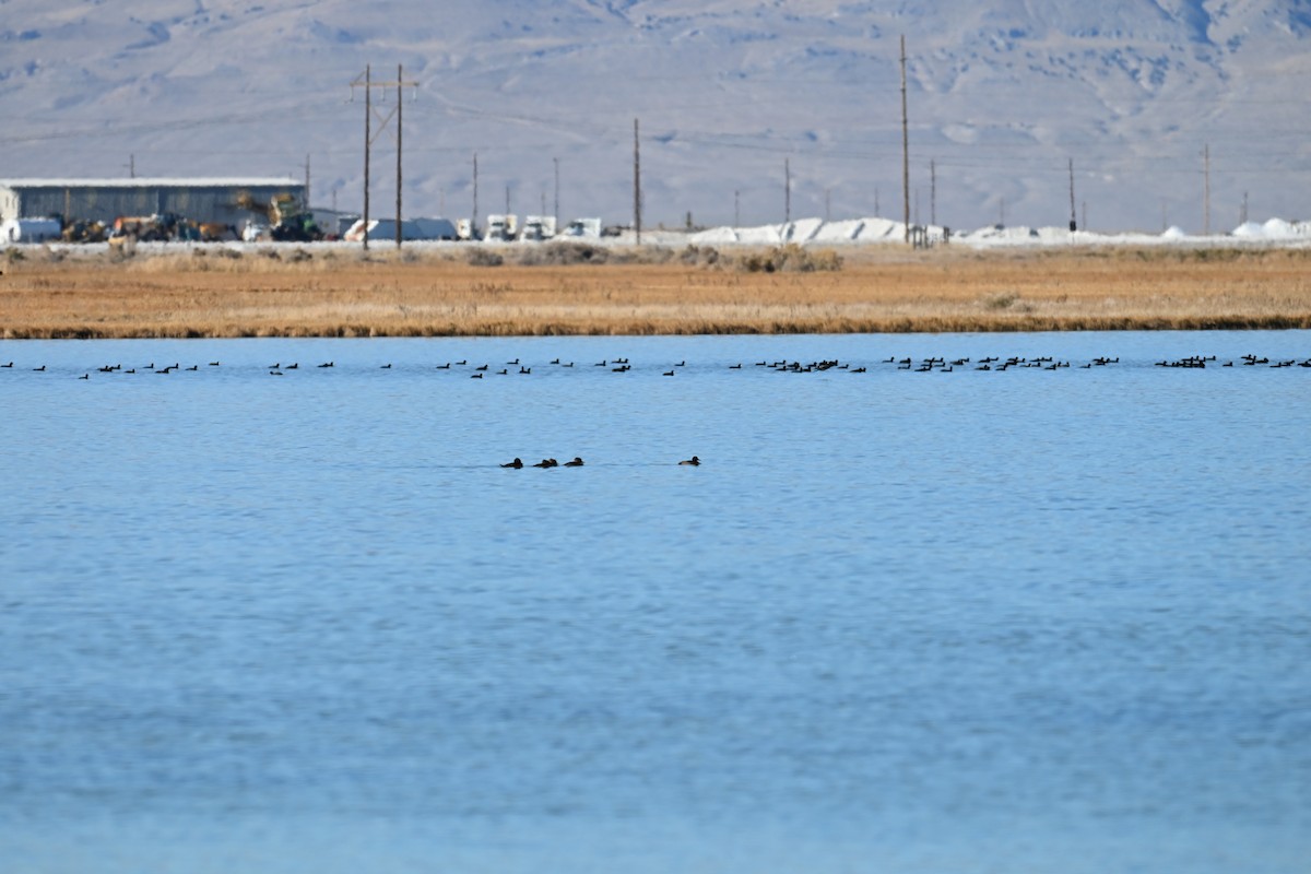 Морская чернеть - ML645049228