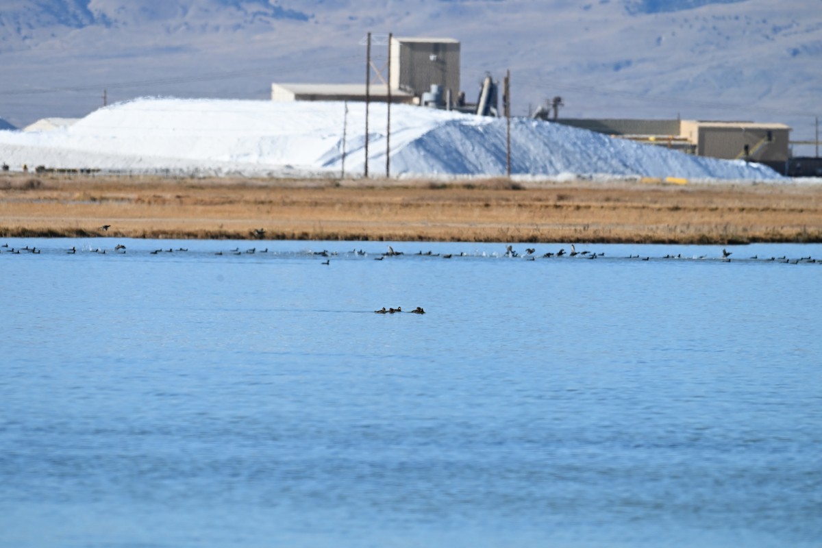 Морская чернеть - ML645049229